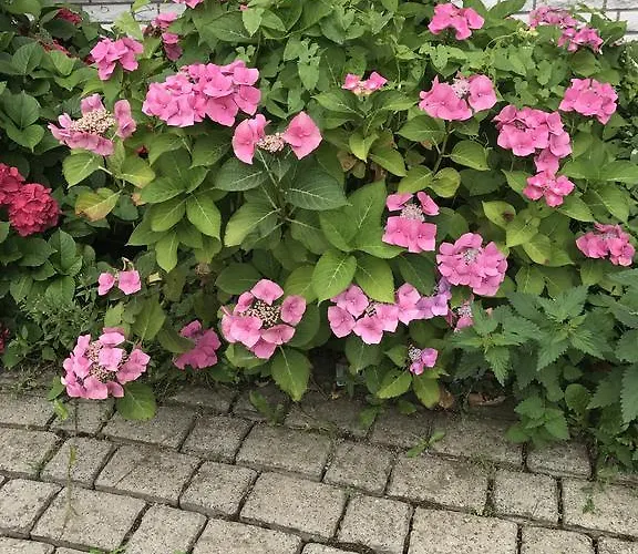 Appartement Feriendomizil Zur Sonnenseite Garding